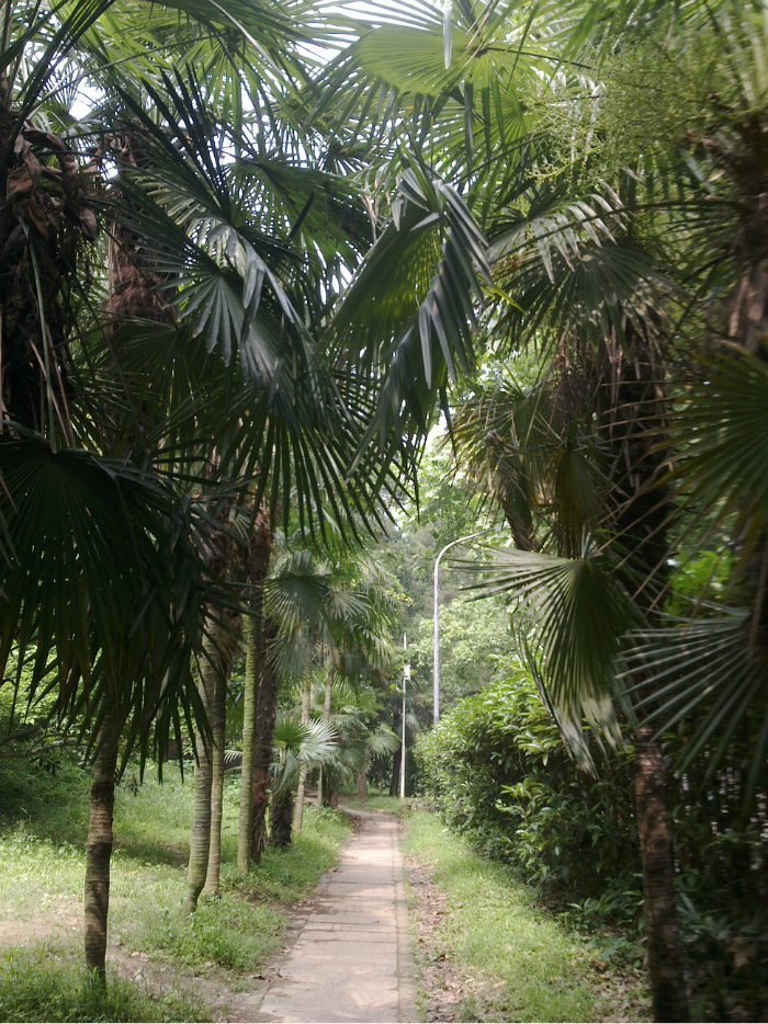 一盆花猜成语_一盆花图片(3)
