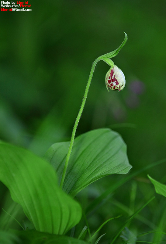 【紫点杓兰,兰科,杓兰属.花期5~6月】