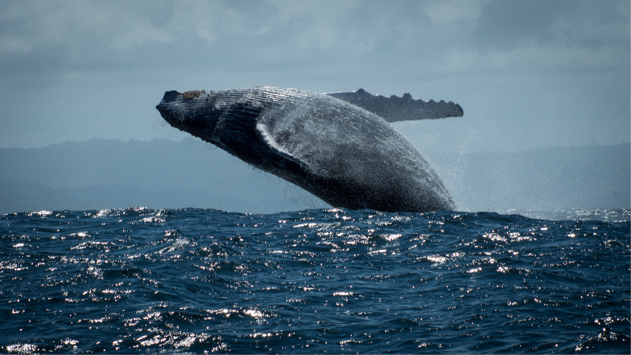 wKgB3FEVZD-AaWW7AApyatG2B0Y31.jpeg?imageView2%2F2%2Fw%2F600%2Fq%2F90%7CimageMogr2%2Fstrip%2Fquality%2F90