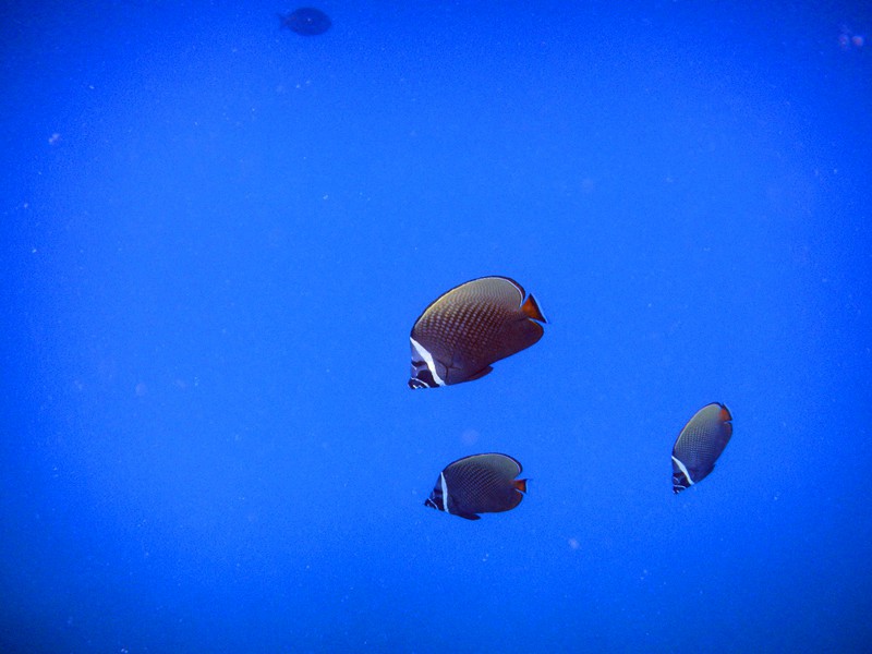 孕妇梦境解析，长须鱼群背后的深意与心理暗示