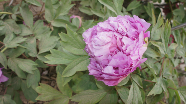 牡丹花一朵图案 wKgB3FHEJaKADnqnAAmo3t43bmA13.jpeg?imageView2%2F2%2Fw%2F600%2Fh%2F600%2Fq%2F90