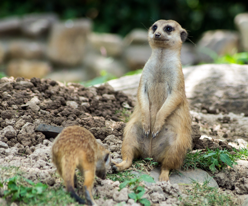 2014端午【上海野生动物园】报团一日游