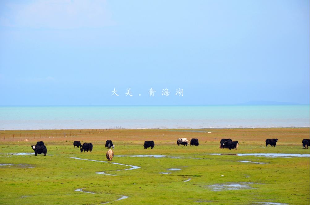 花湖招聘_六月去九寨沟黄龙游怎么安排行程(5)