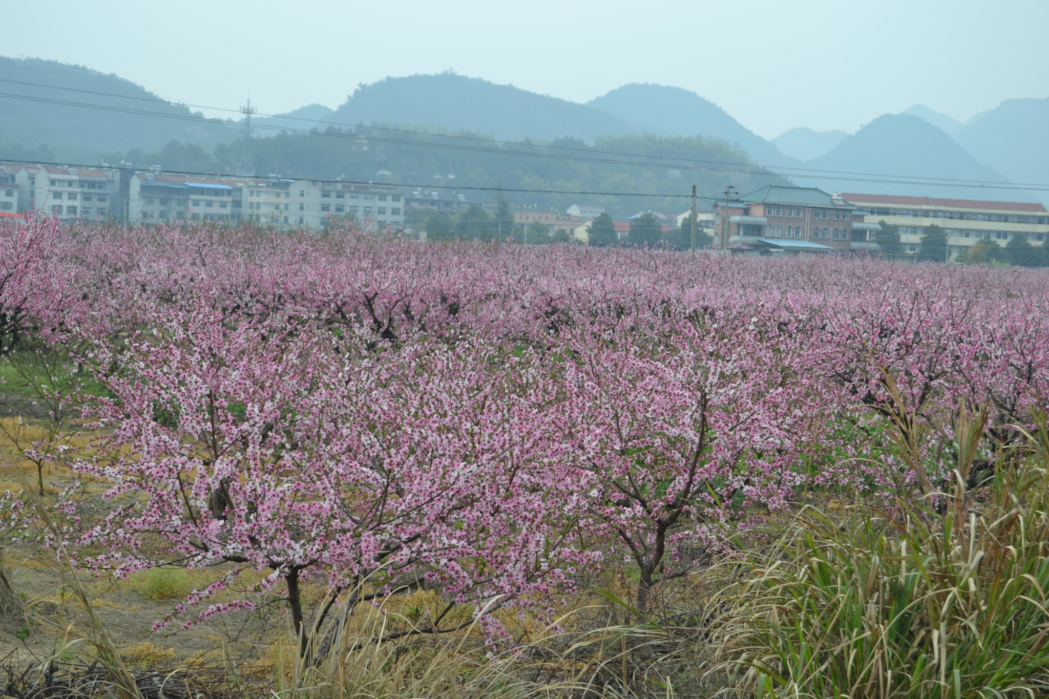 丽水市缙云县壶镇镇有多少人口_浙江省丽水市缙云县