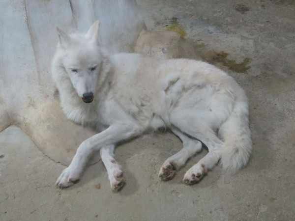 海底动物名称介绍 wKgB4lONuhqASP0GAAVrV4VX4ho48.jpeg?imageView2%2F2%2Fw%2F600%2Fq%2F90%7CimageMogr2%2Fstrip%2Fquality%2F90