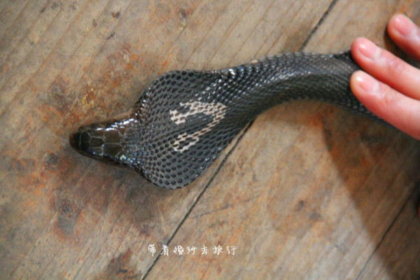 用什么东西可以驱赶眼镜蛇 wKgB6lPxrj2AXMI-AAxaKmrMfJ428.jpeg?imageView2%2F2%2Fw%2F600%2Fh%2F600%2Fq%2F90