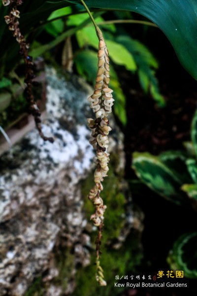 什么是植物基 wKgB6lRGmuCARotAAAdFnWR_LiM77.jpeg?imageView2%2F2%2Fw%2F600%2Fh%2F600%2Fq%2F90