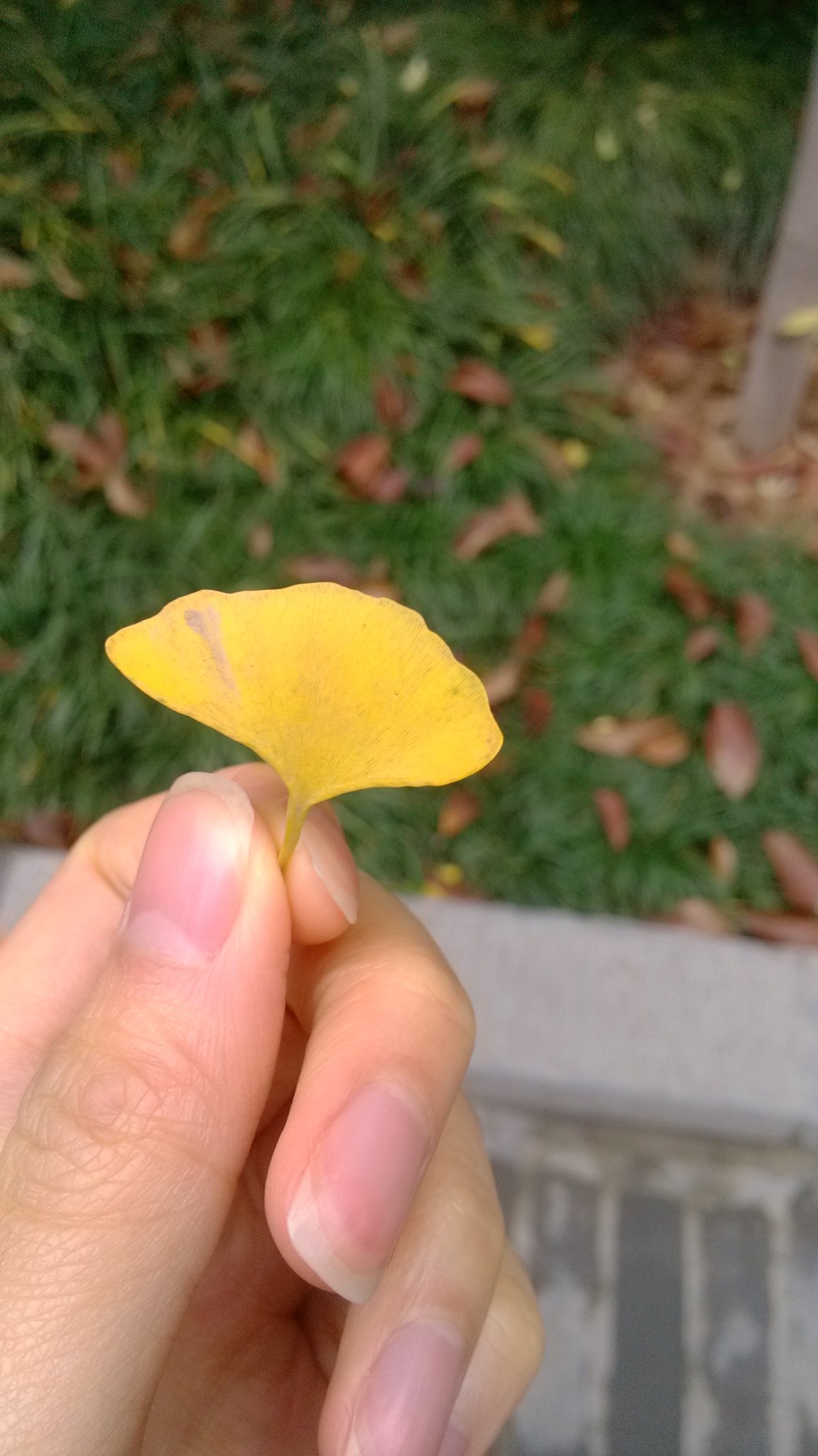 11月份,大慈恩寺寺内外的银杏叶子变成金黄色的,十分漂亮.