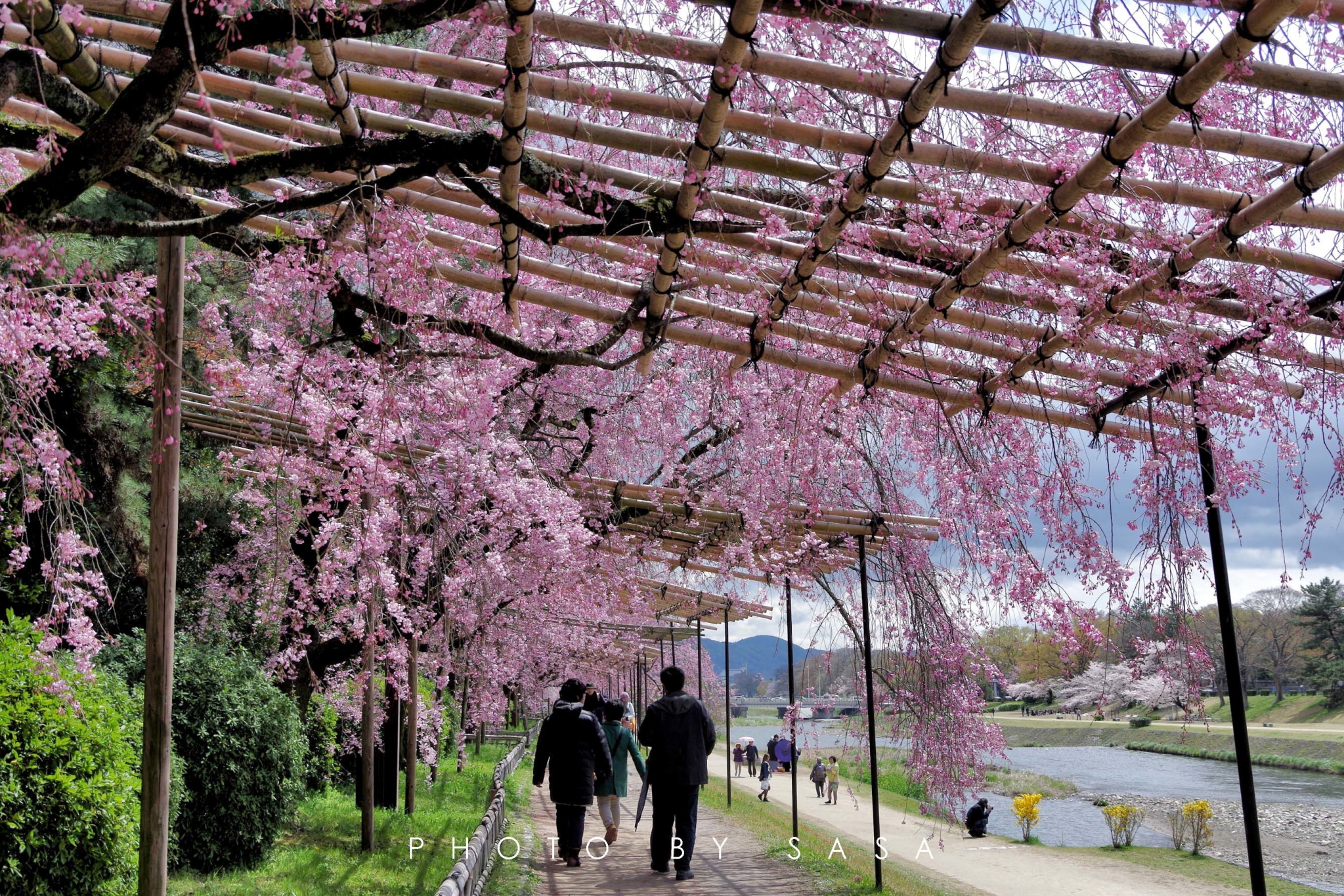 日本冬天有樱花吗,日本樱花开放时间