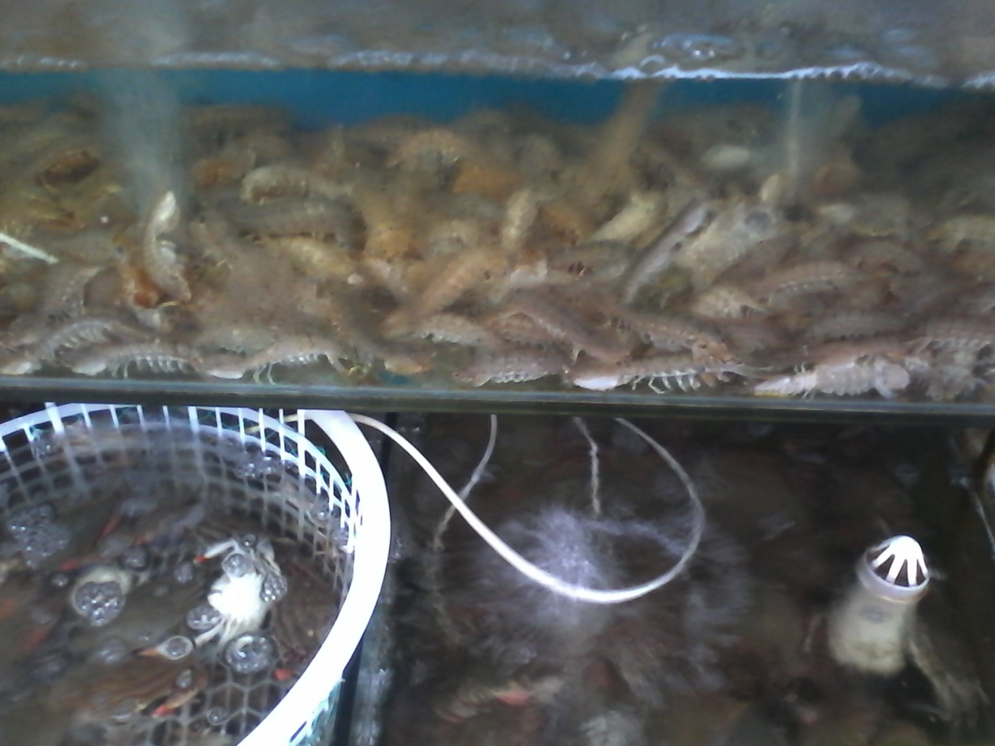 北戴河牛牛海鲜水产分享给大家