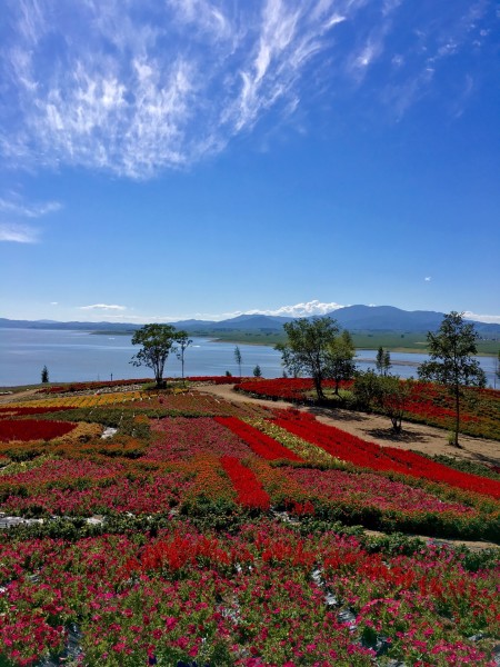 世界上最好看的花海 wKgBs1fCbyKAPeNCAA9-gslqqcY57.jpeg?imageView2%2F2%2Fw%2F600%2Fh%2F600%2Fq%2F90