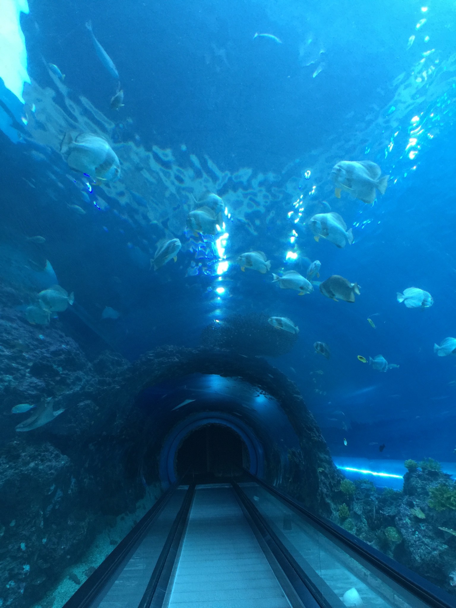 国立海洋生物博物馆      