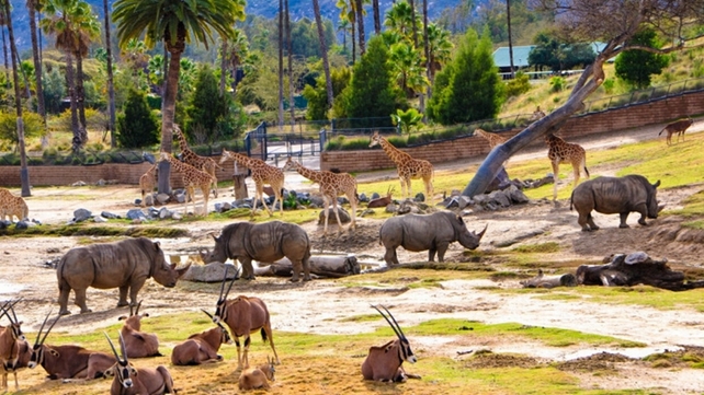 下单秒出票 圣地亚哥野生动物园san diego zoo safari