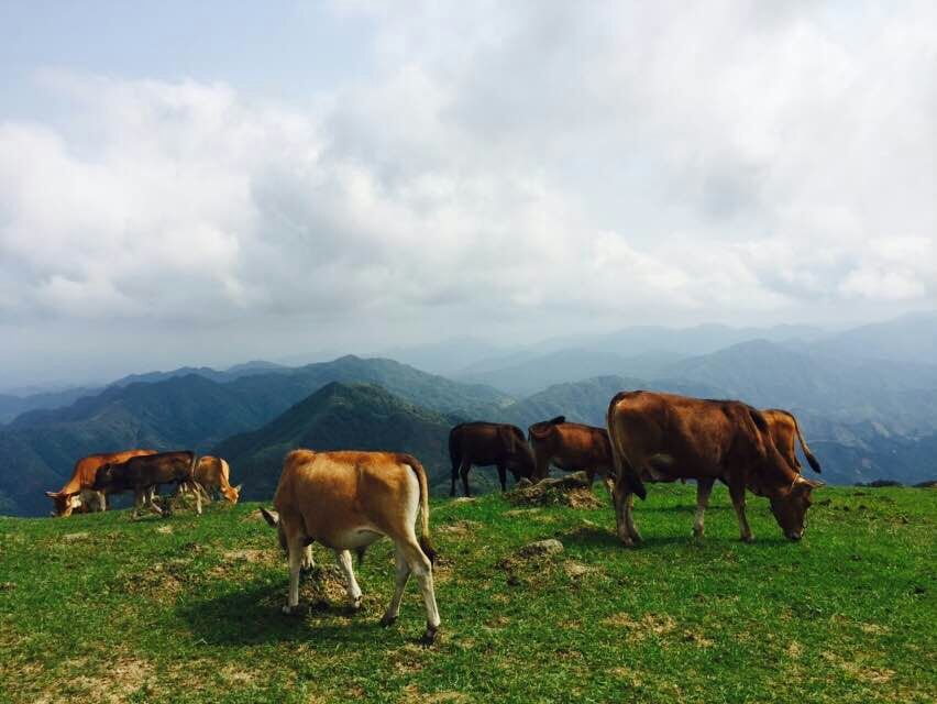 广东大草原——罗定八排山