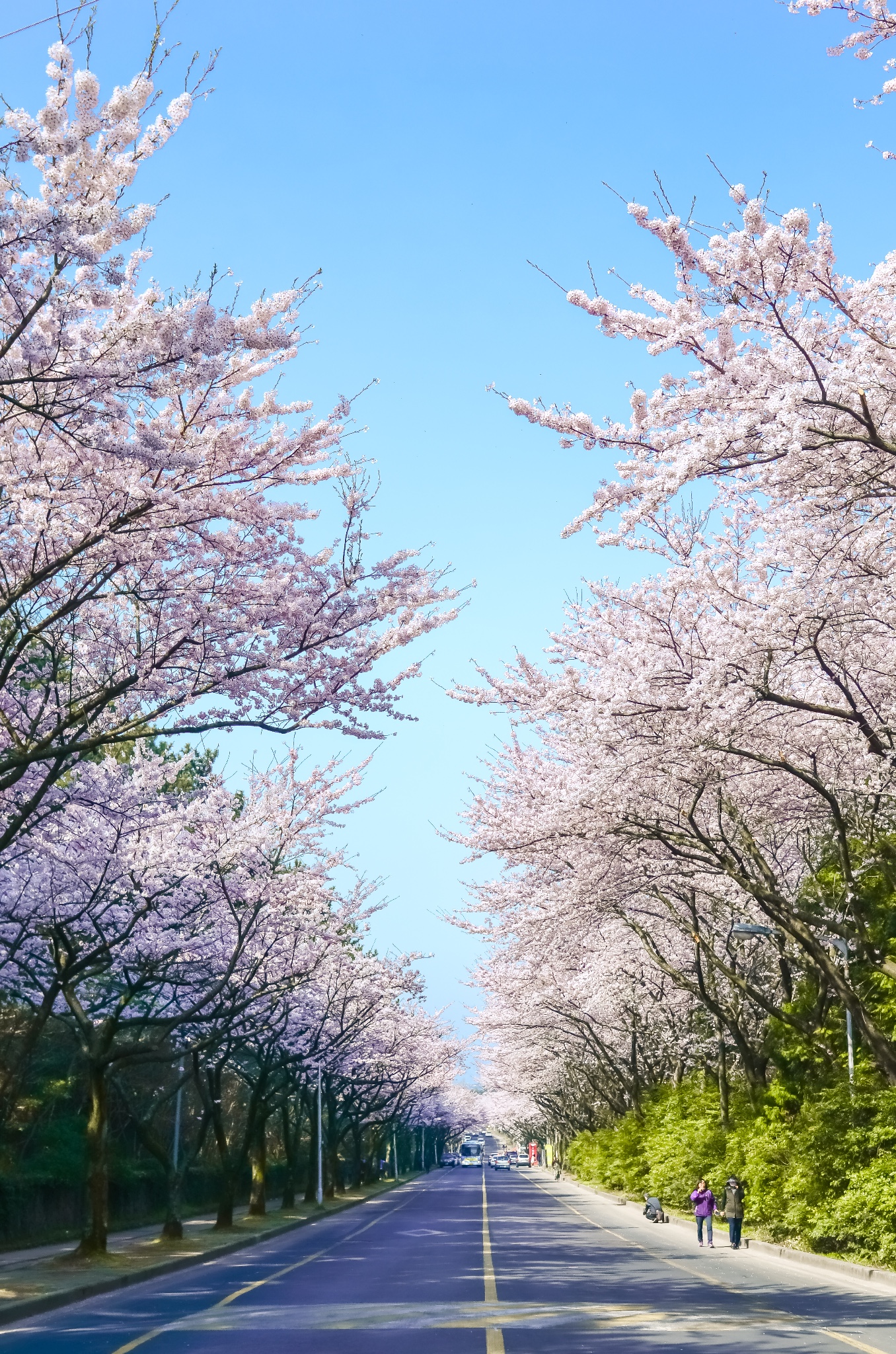 樱花大道          