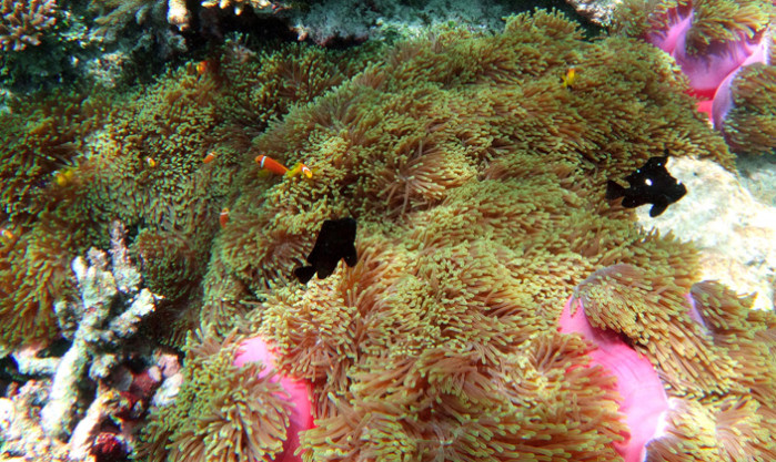 9月蜜月游,阿玛瑞,中央格兰德,库拉玛提纠结选