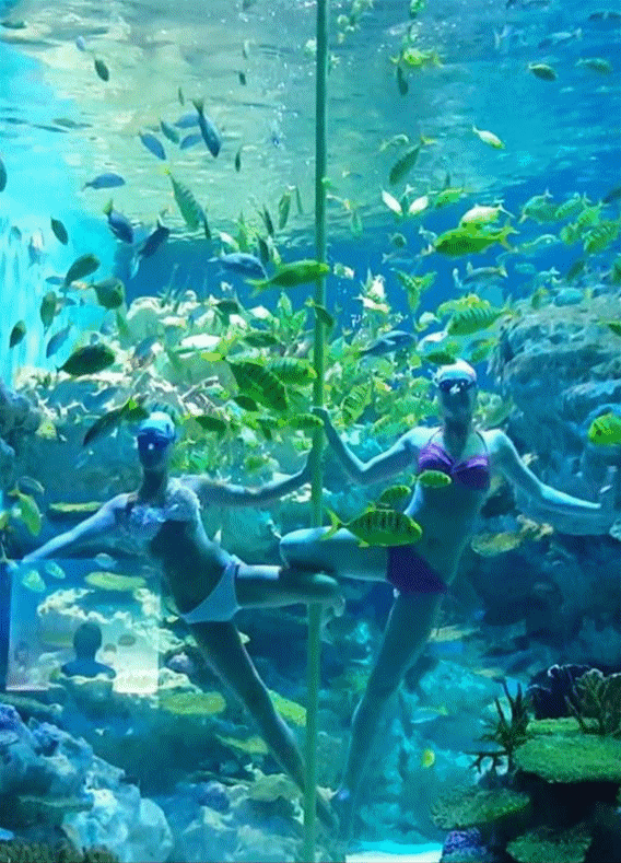 海底世界 海洋馆 水族馆 568_789 竖版 竖屏 手机 gif 动态图 动图