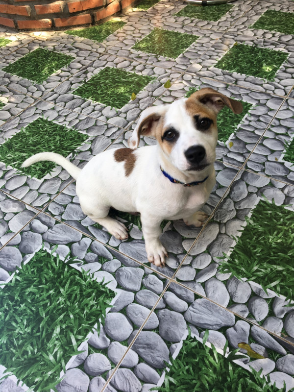Image result for Jack Russell Terrier 狗 在車裡