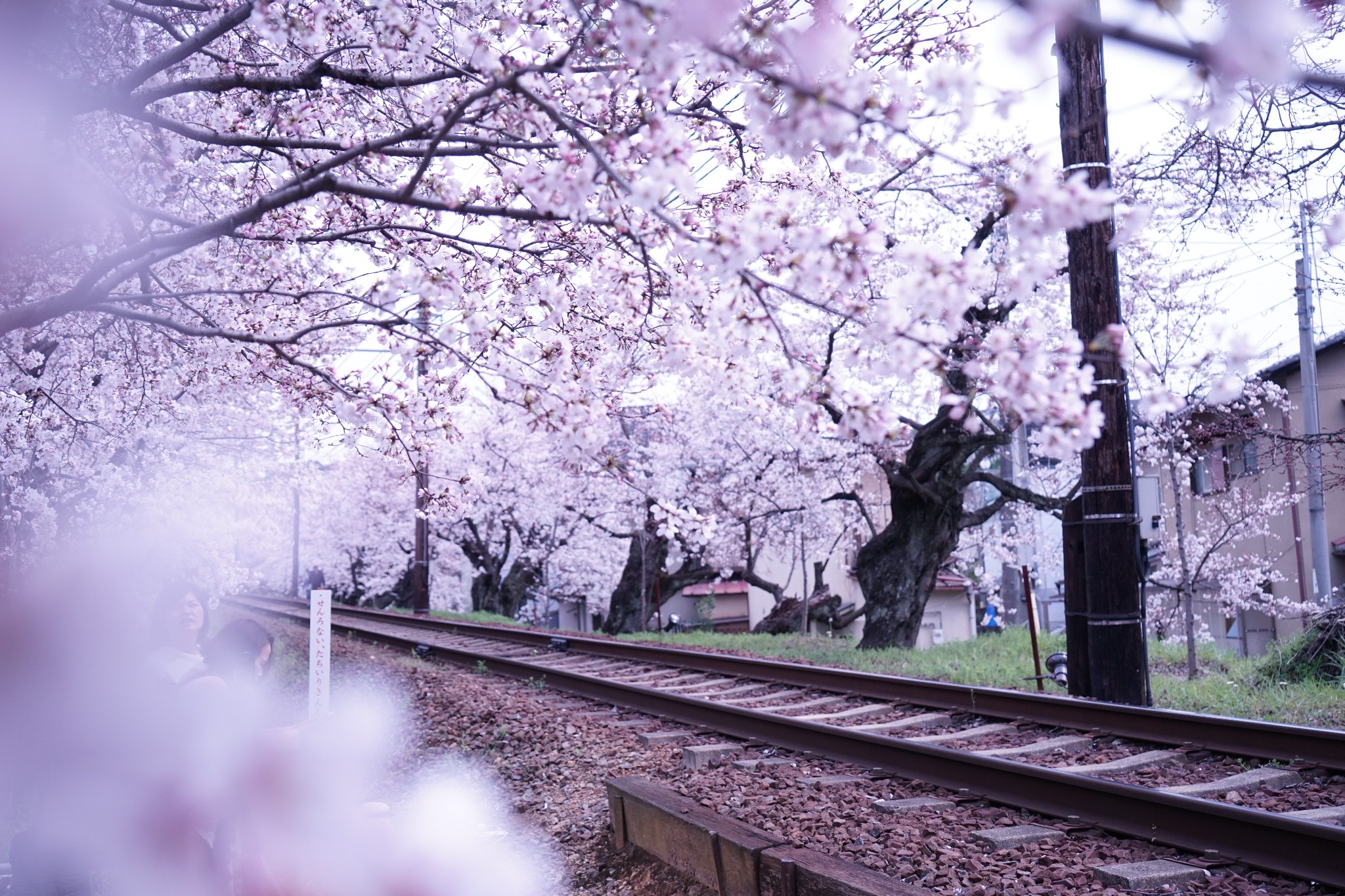 你是我遇见的最美时光-----樱花树下的东京,京都,大阪(n多美图,尽显