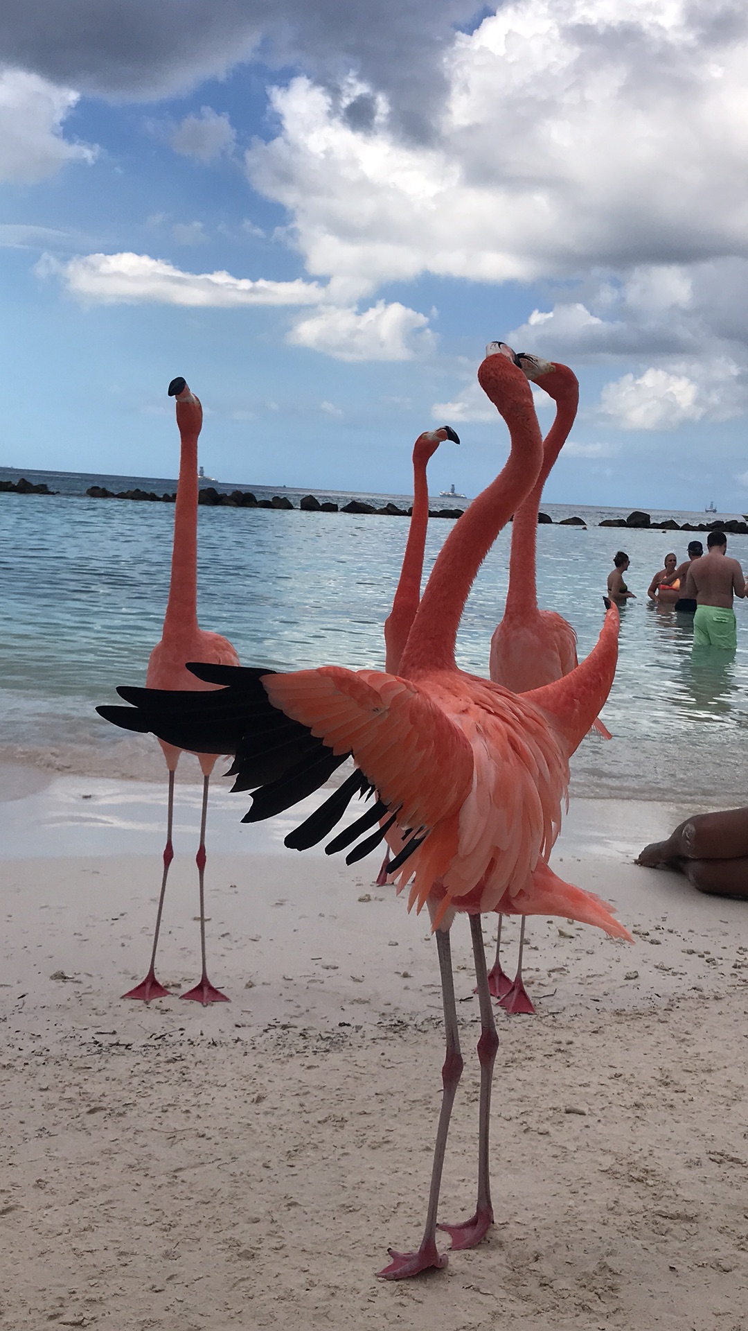 加勒比海阿鲁巴岛火烈鸟之旅