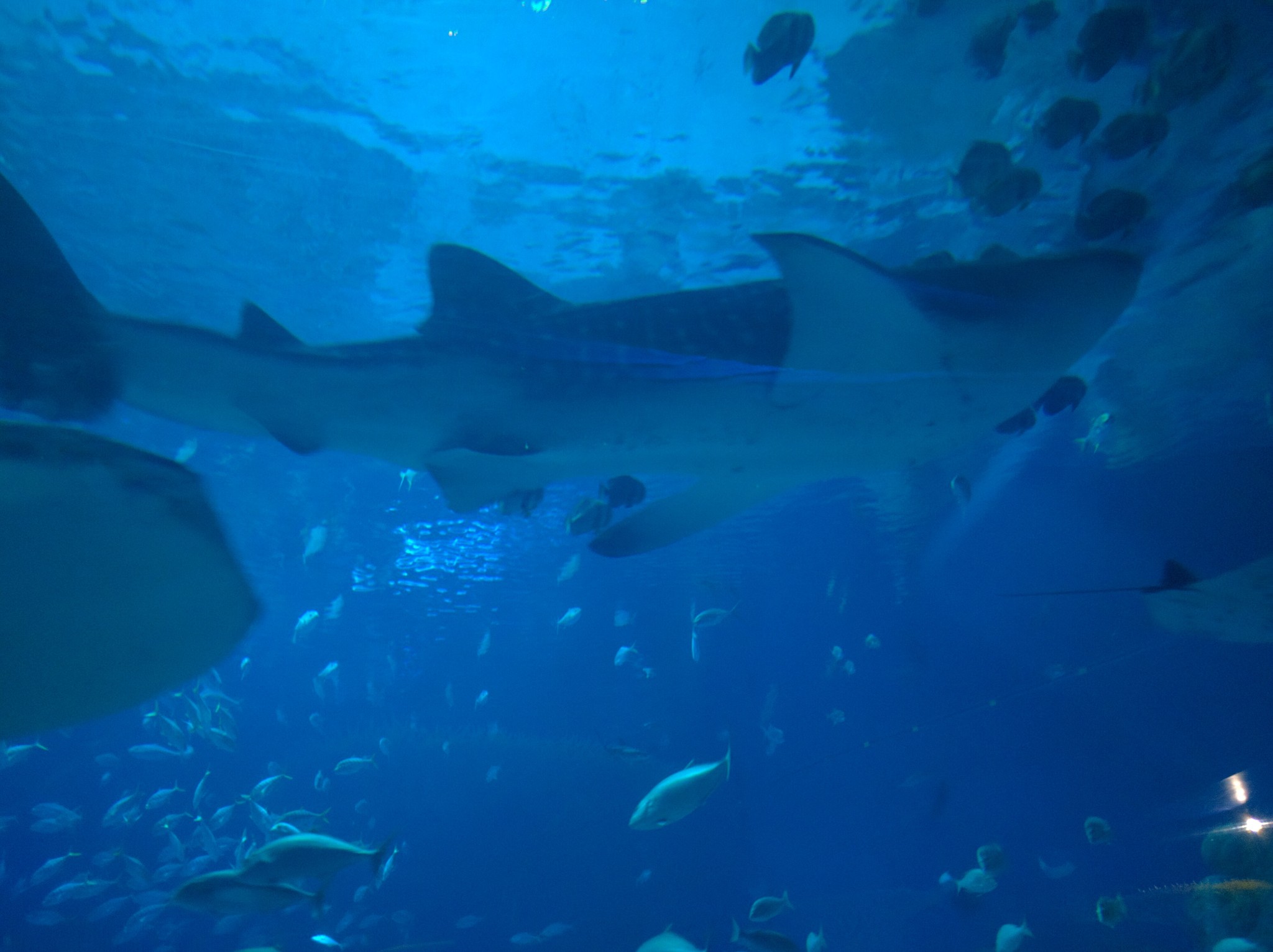 wKgBZ1m0waqASdo3AAWJv-DSywQ09.jpeg?imageView2%2F2%2Fw%2F680%2Fq%2F90%7CimageMogr2%2Fstrip%2Fquality%2F90