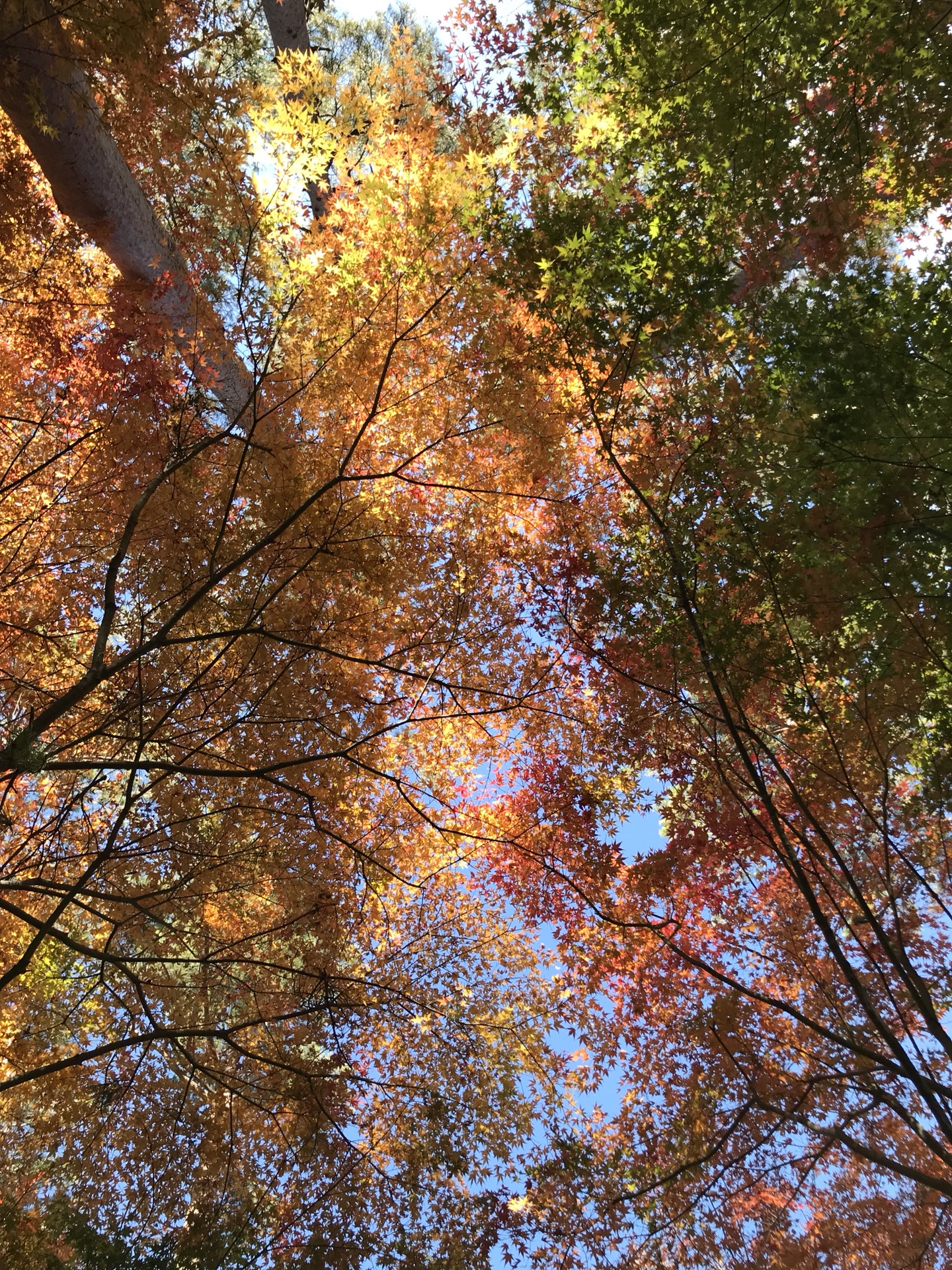 富士山自助遊攻略