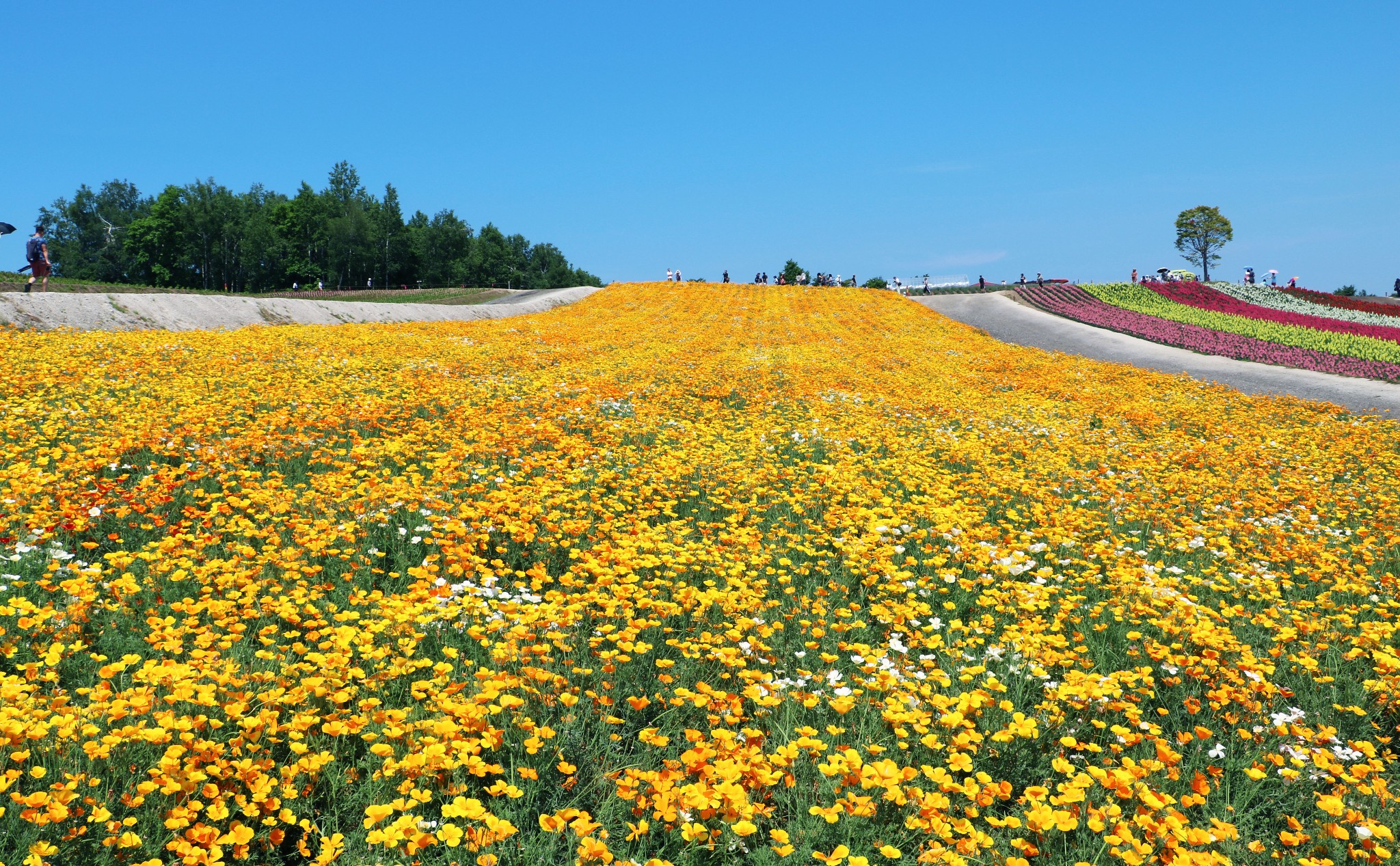 北海道自助遊攻略