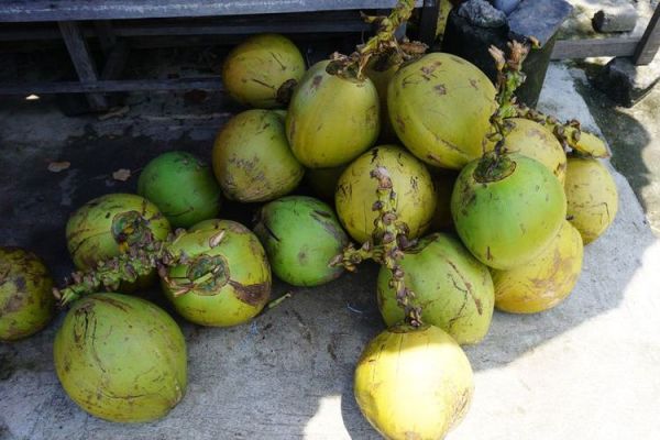 浪漫巴厘岛、神秘科莫多