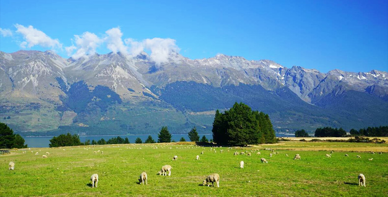 新西兰 基督城 阿卡罗阿莎玛拉羊驼农场(可爱的羊驼 牧场美景)