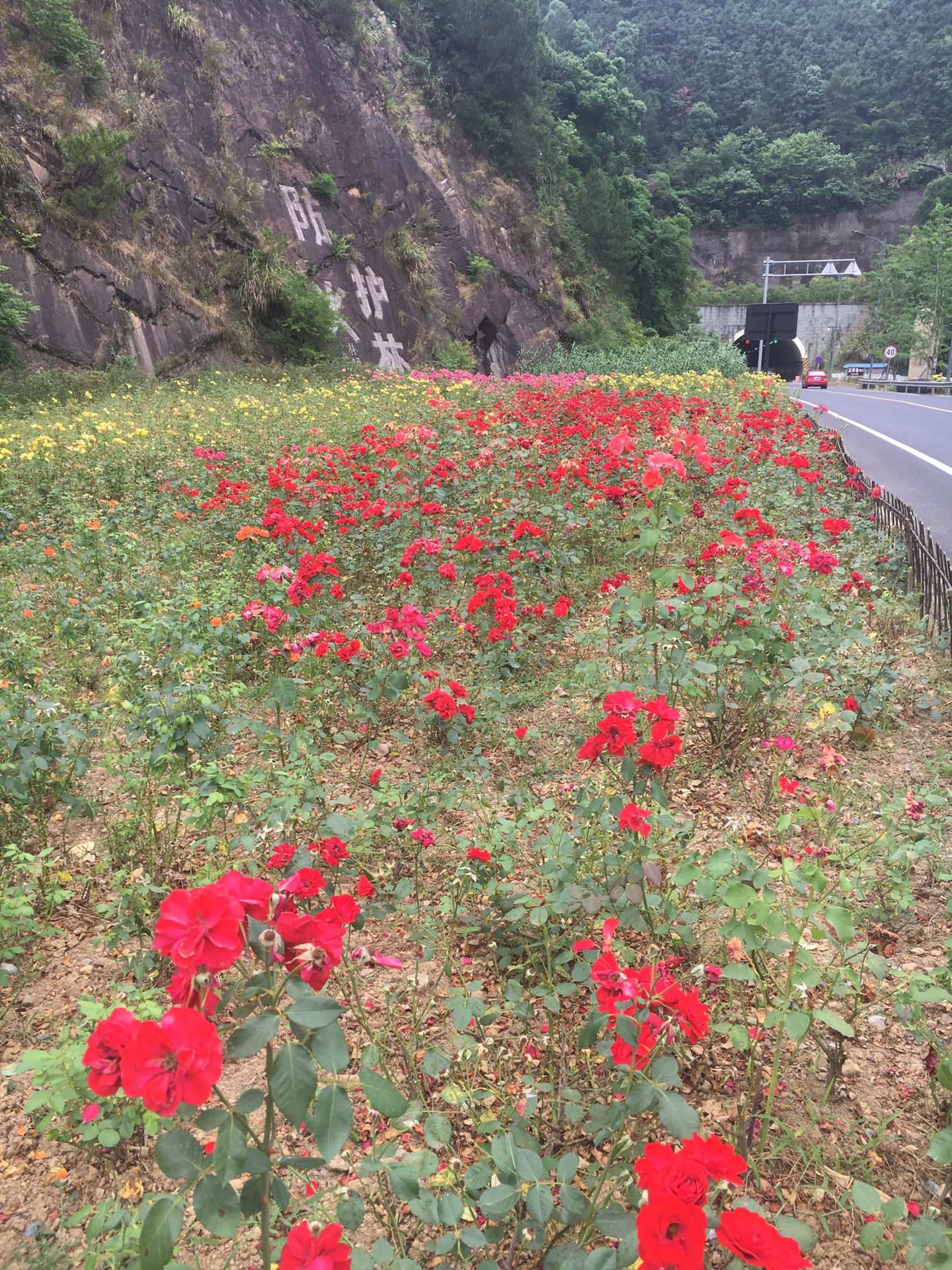 千島湖自助遊攻略