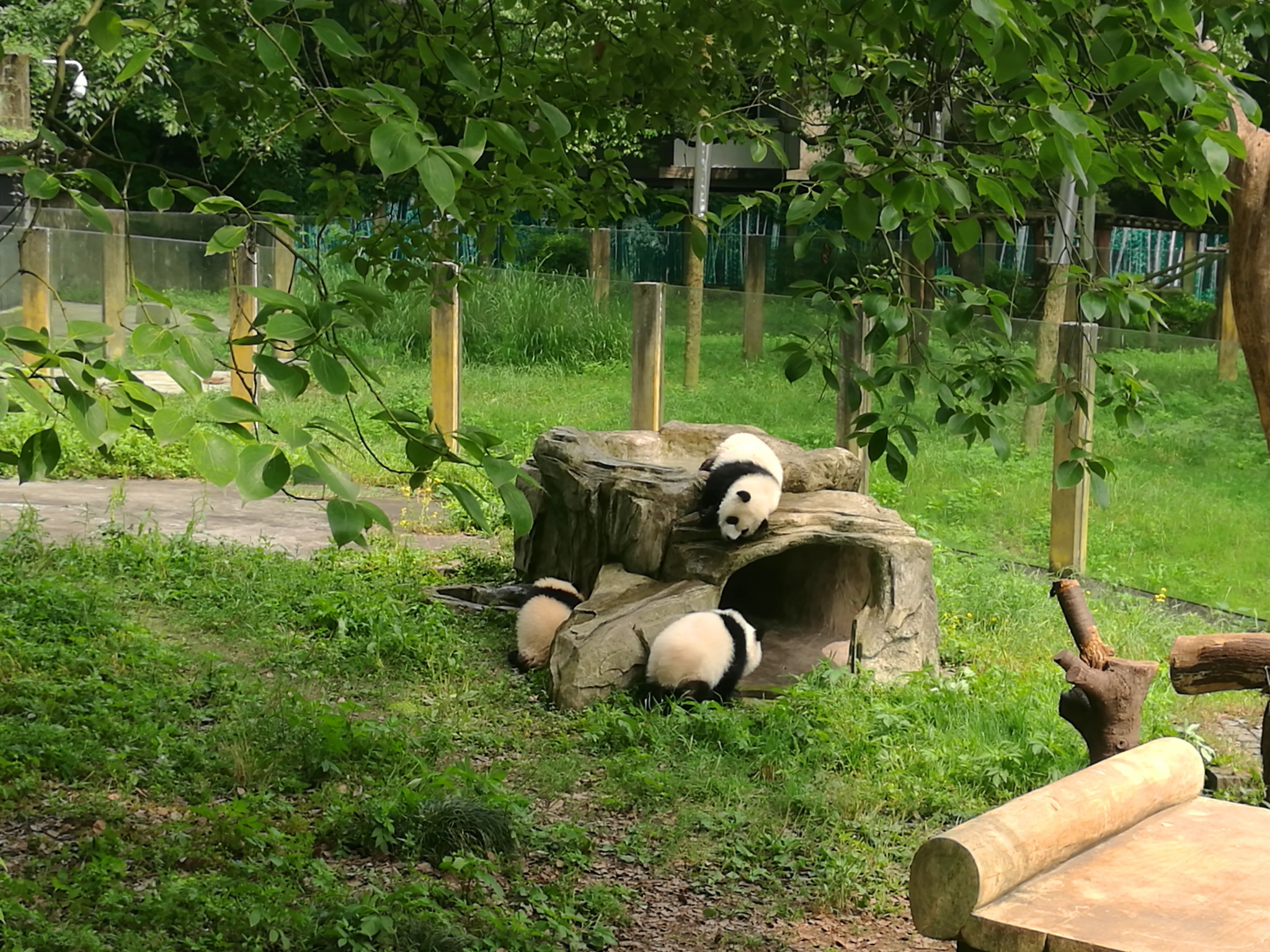 2017重慶動物園隨拍之大熊貓篇--重慶遊記--馬蜂窩