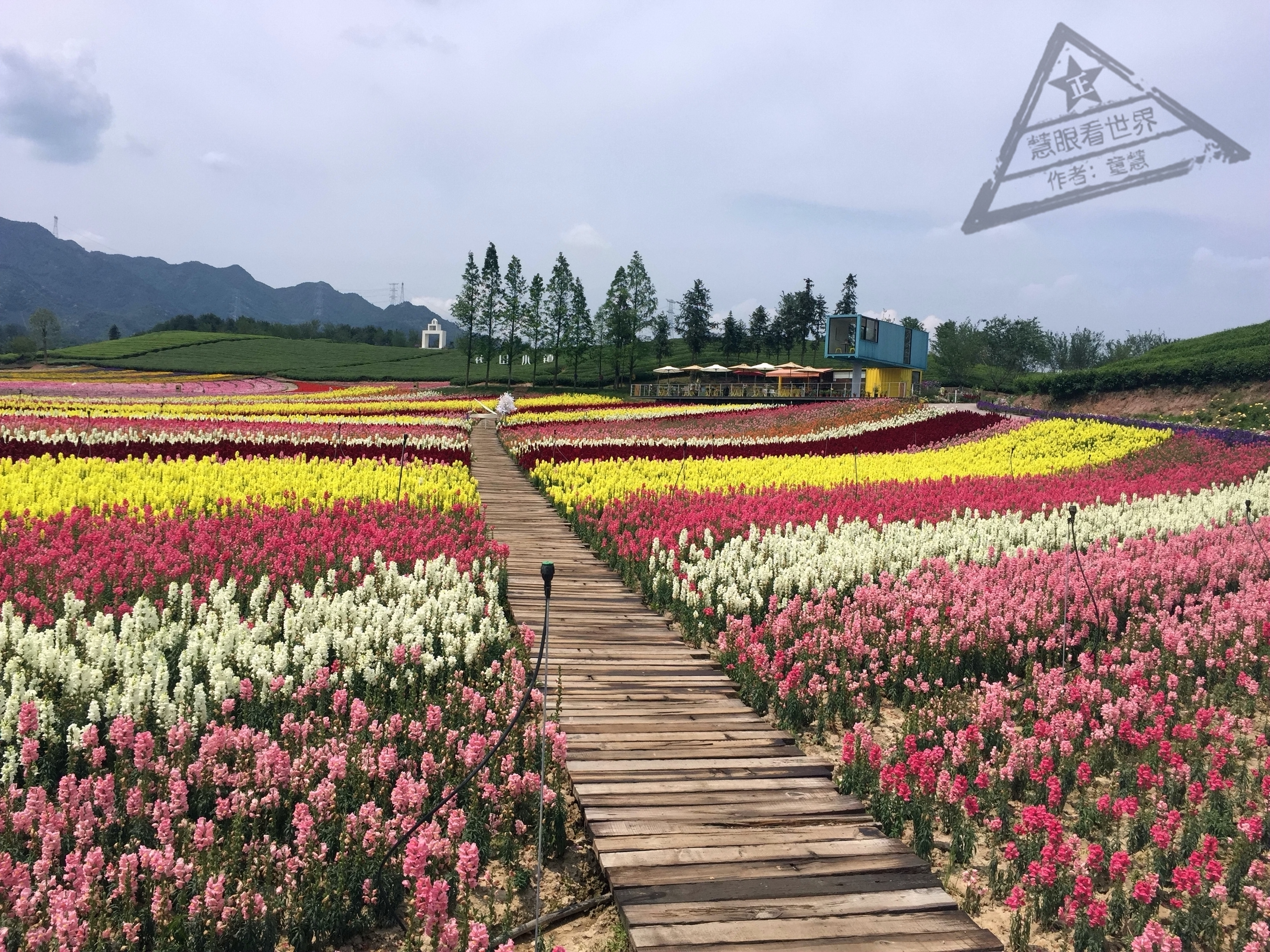 浙江武義自駕好去處--花田小鎮 ,反正這裡的花海的確震撼到我--武義