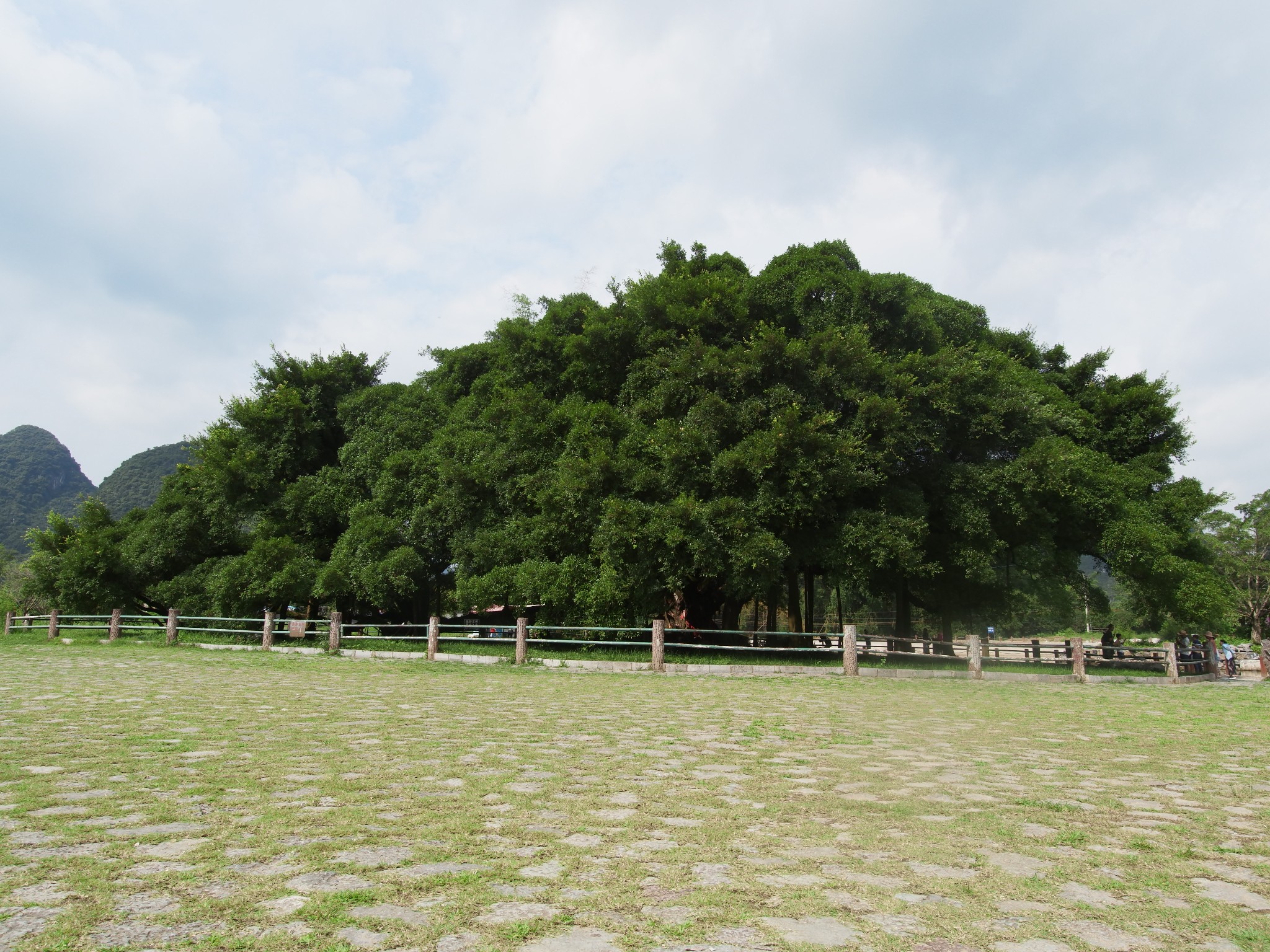 龍脊梯田自助遊攻略