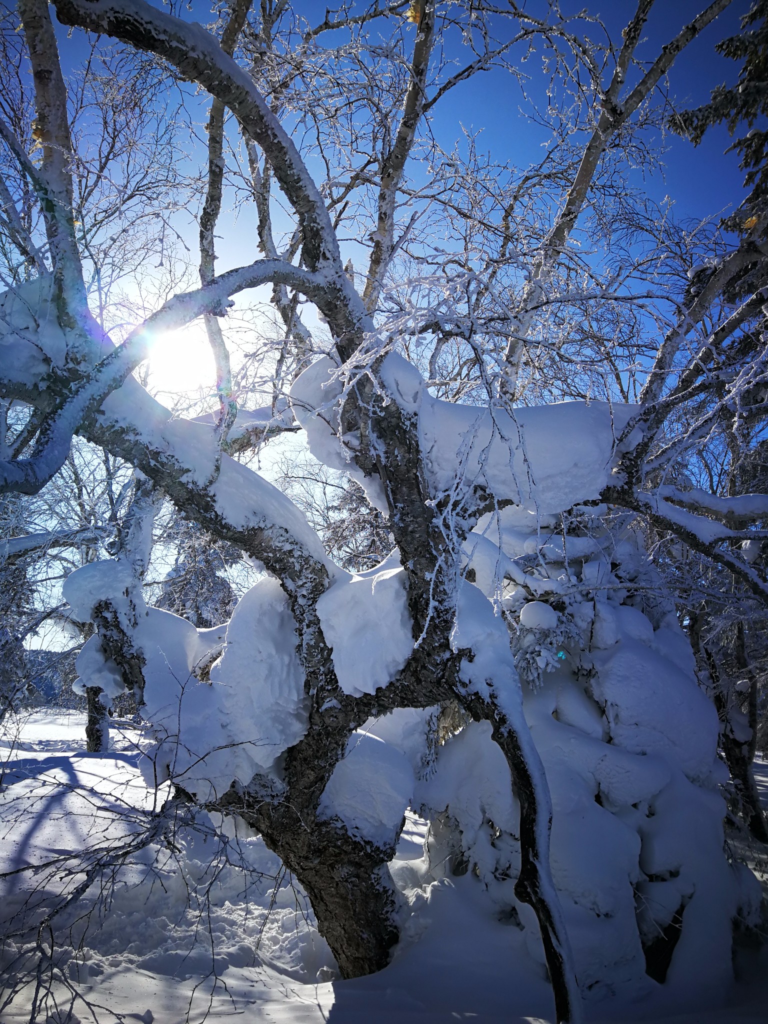 雪鄉自助遊攻略