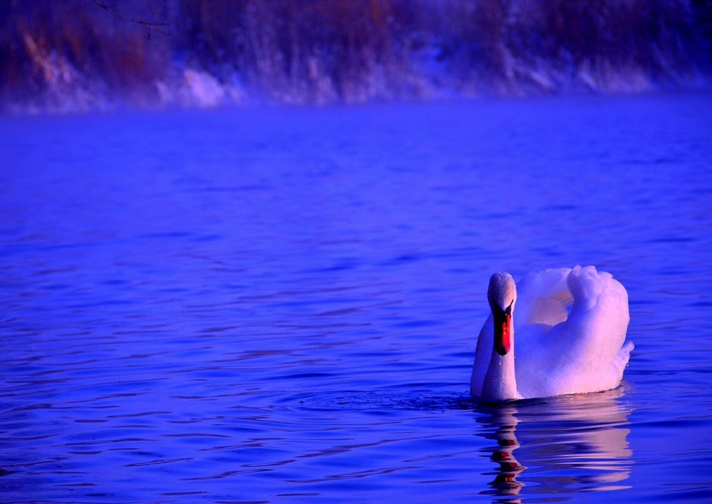 wKgBEFpbE_OAUUOuAApewYGCRxk74.jpeg?imageView2%2F2%2Fw%2F680%2Fq%2F90%7CimageMogr2%2Fstrip%2Fquality%2F90