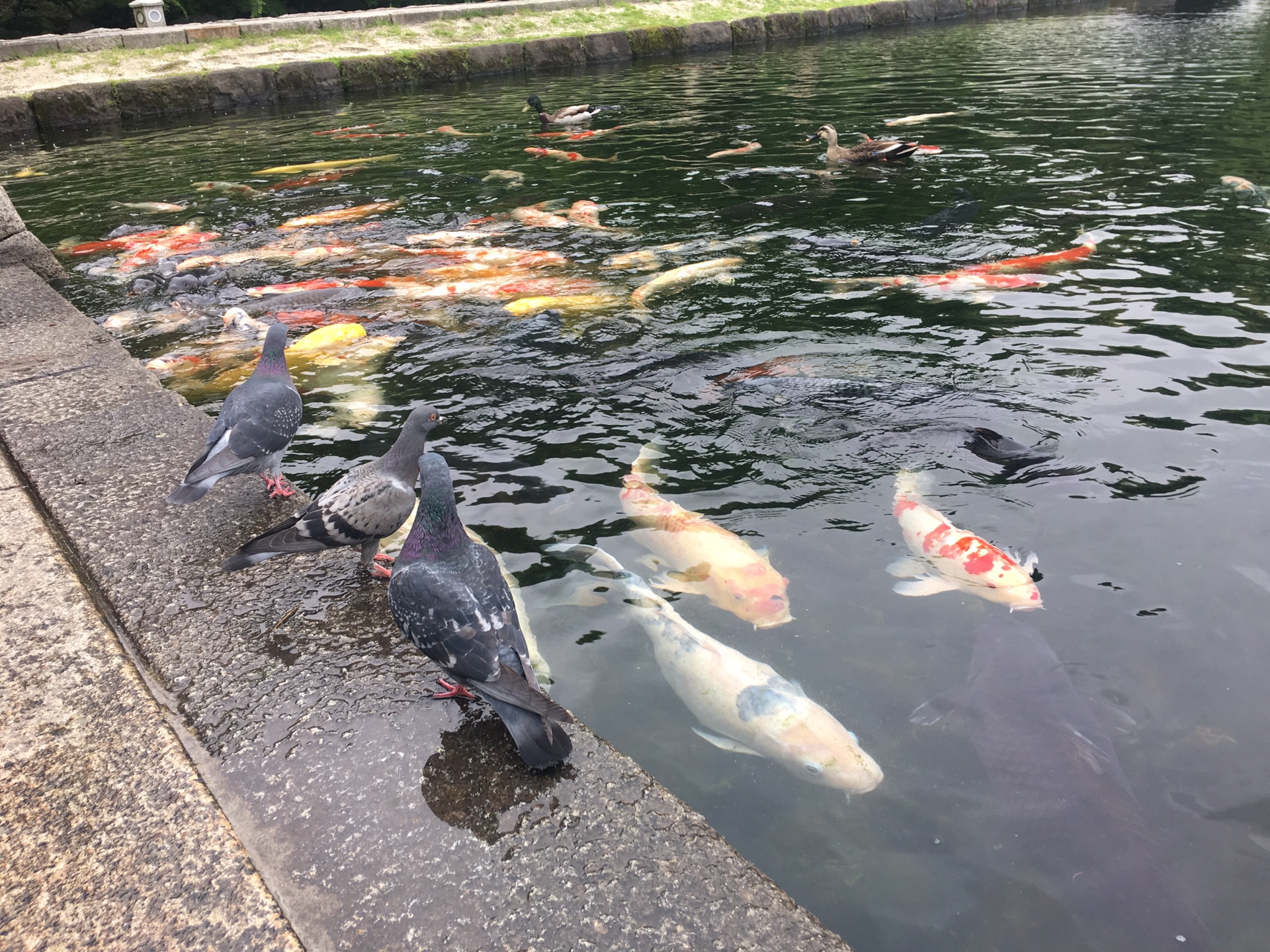 名古屋自助遊攻略