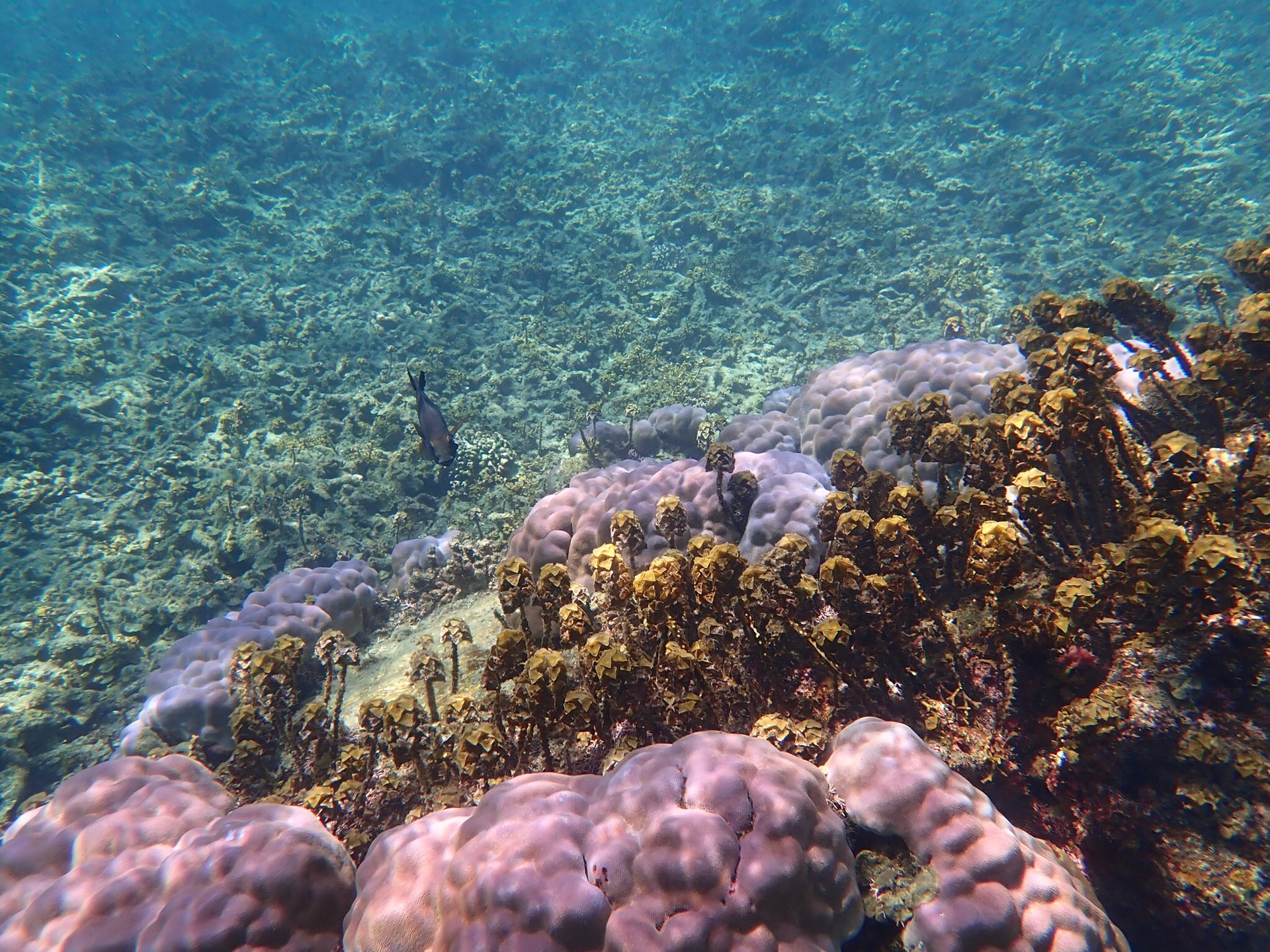 蘇梅島自助遊攻略