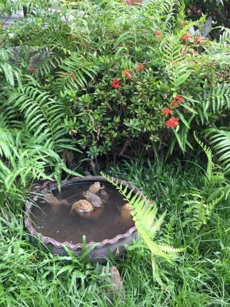 包含蟾蜍可以治鸡皮疙瘩嘛的词条 包含蟾蜍可以治鸡皮疙瘩嘛的词条