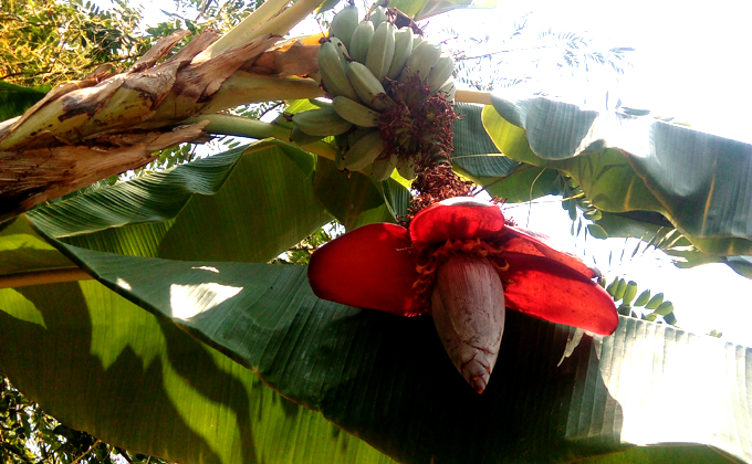 西双版纳游记图片