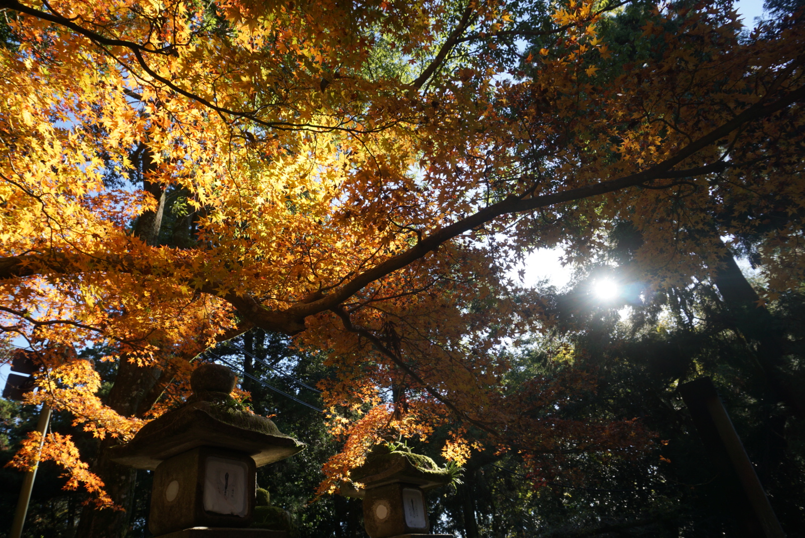 京都自助遊攻略