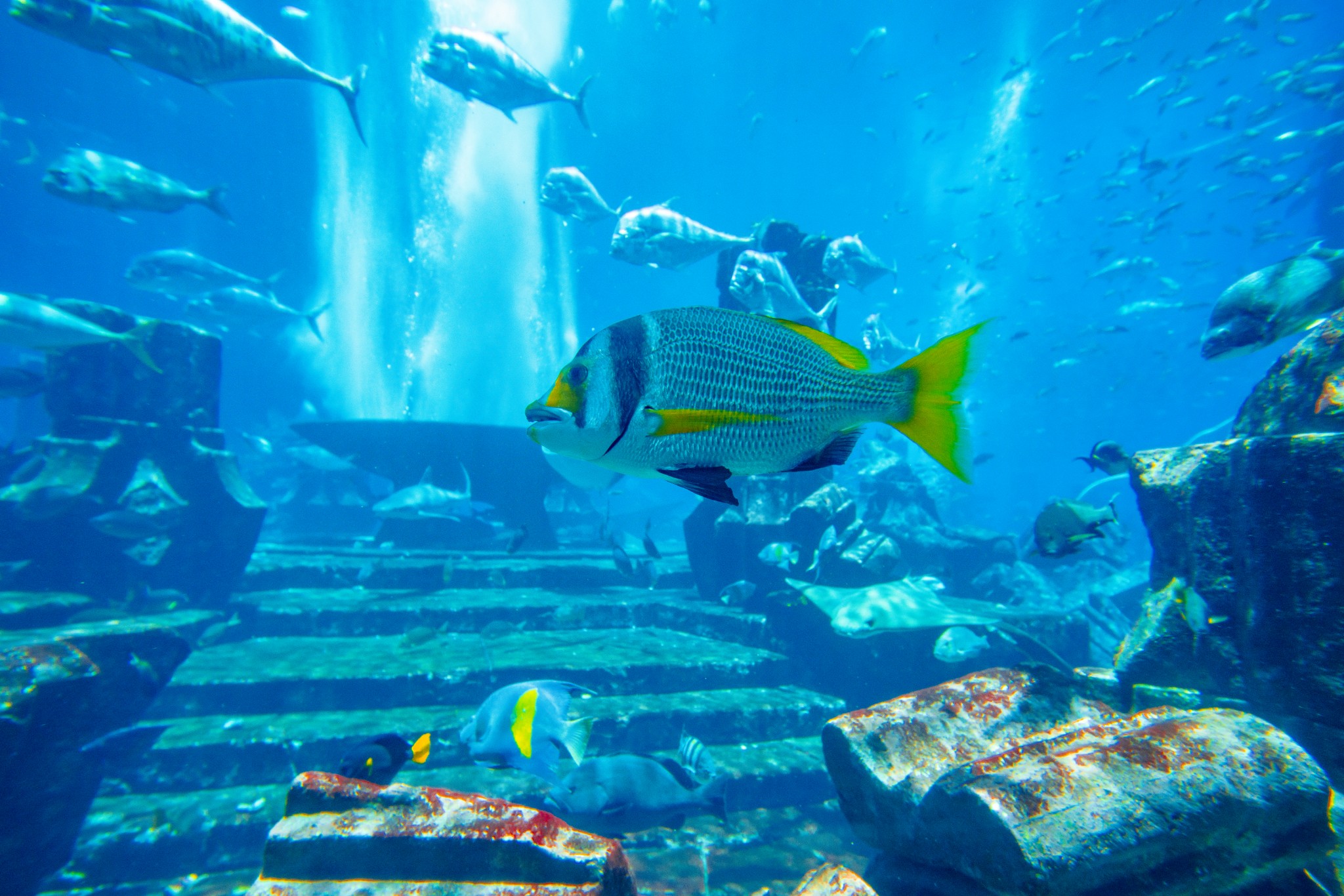 迪拜,亚特兰蒂斯水族馆