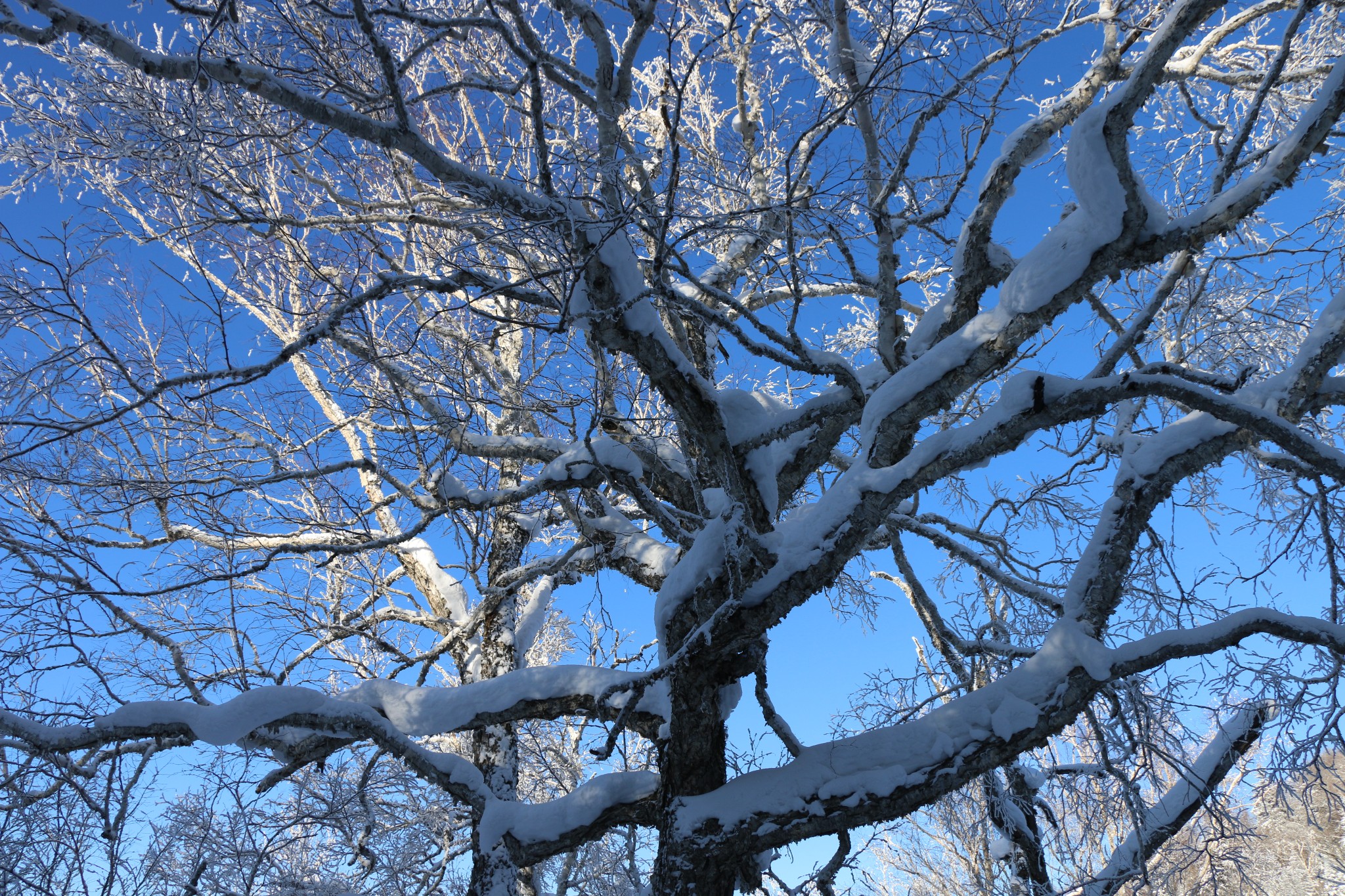 雪鄉自助遊攻略