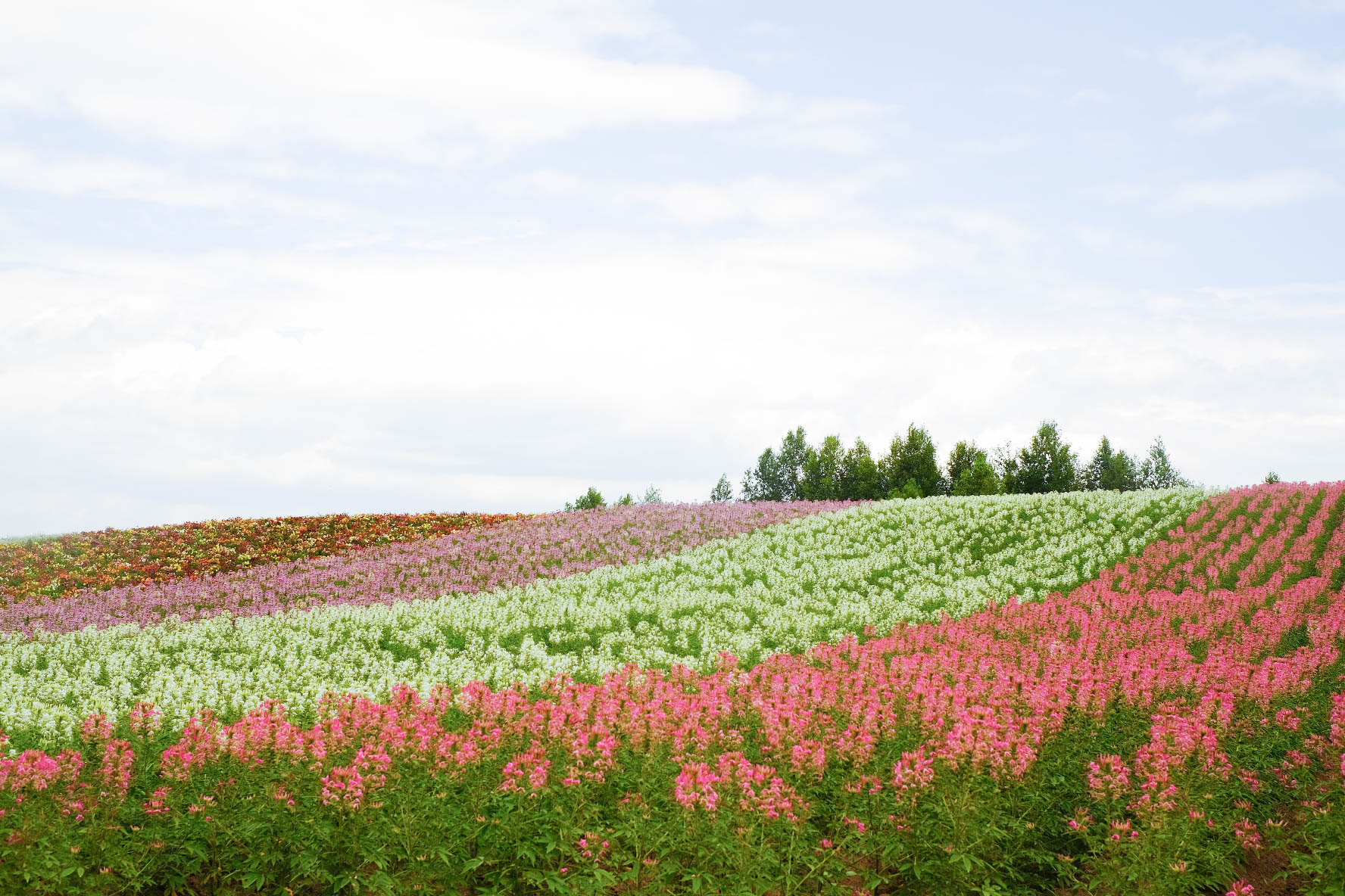 北海道自助遊攻略