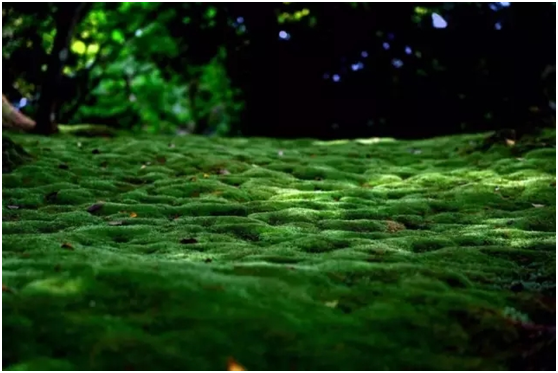 wKgBEFq6-_eAfQEaAARdaMfm3HY515.png?imageView2%2F2%2Fw%2F680%2Fq%2F90%7Cwatermark%2F1%2Fimage%2FaHR0cHM6Ly9uNC1xLm1hZmVuZ3dvLm5ldC9zMTEvTTAwL0M0LzEwL3dLZ0JFRnA3c3Z1QVZPdGdBQUFYblE0M3A3YzcwNS5wbmc_aW1hZ2VNb2dyMiUyRnRodW1ibmFpbCUyRjE0N3glMkZxdWFsaXR5JTJGOTA%3D%2Fgravity%2FSouthEast%2Fdx%2F10%2Fdy%2F15%2Fdissolve%2F40