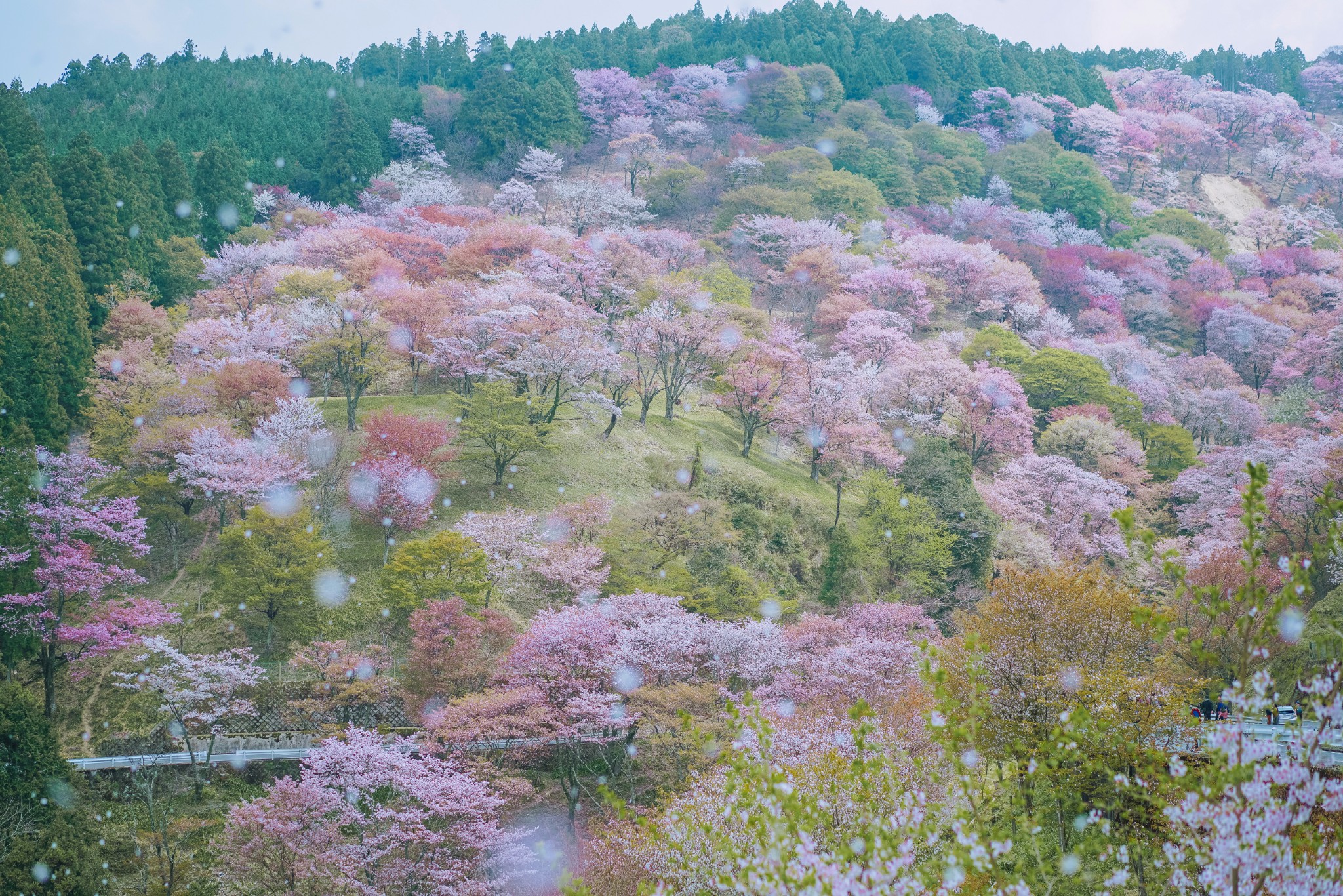 除了山间远景,山路两旁也同样遍植樱花.