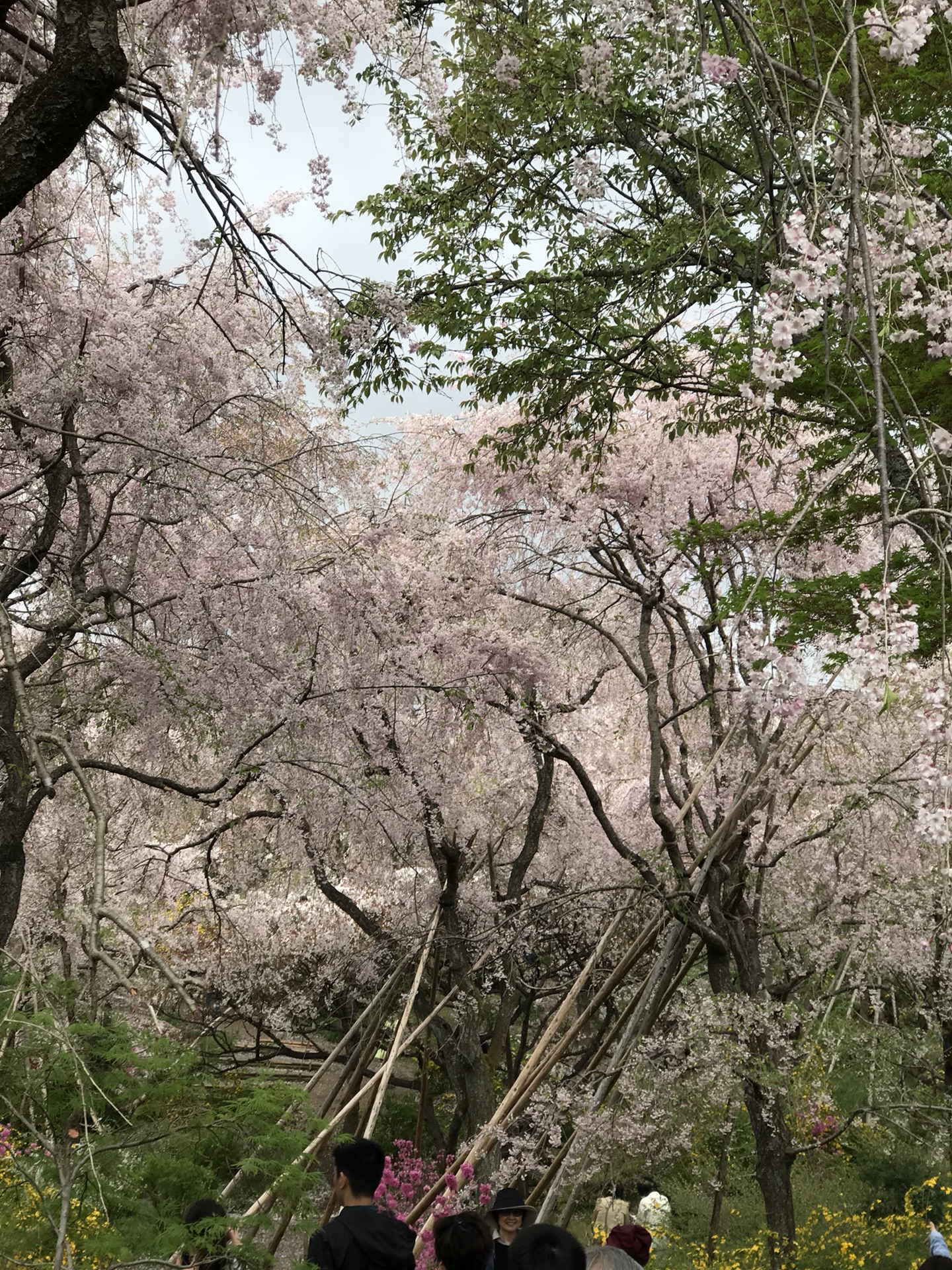 京都自助遊攻略