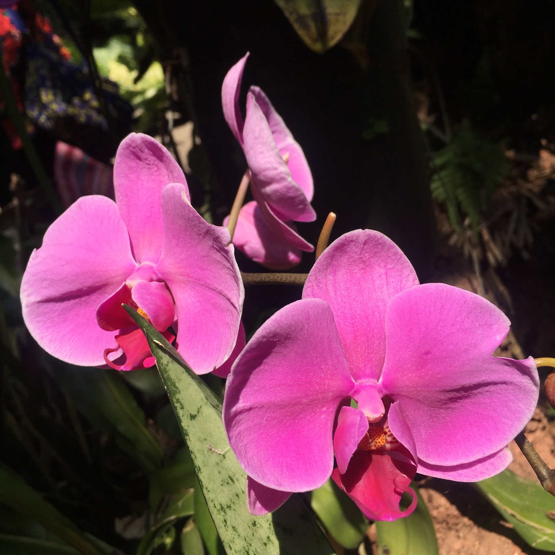 太阳两个人猜成语_两个人猜成语图片大全(3)