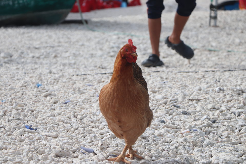 西沙群島自助遊攻略