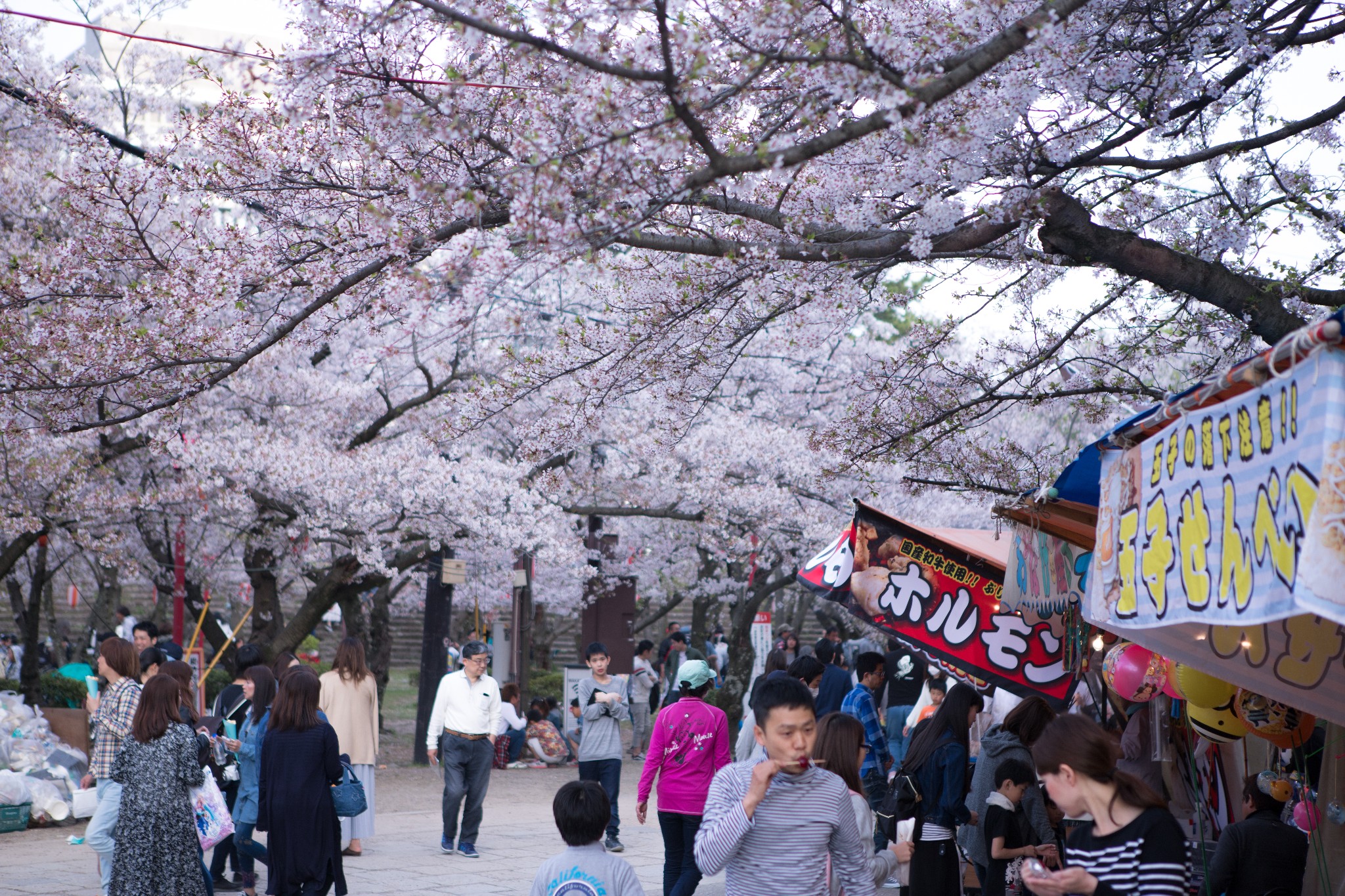 和歌山市自助遊攻略