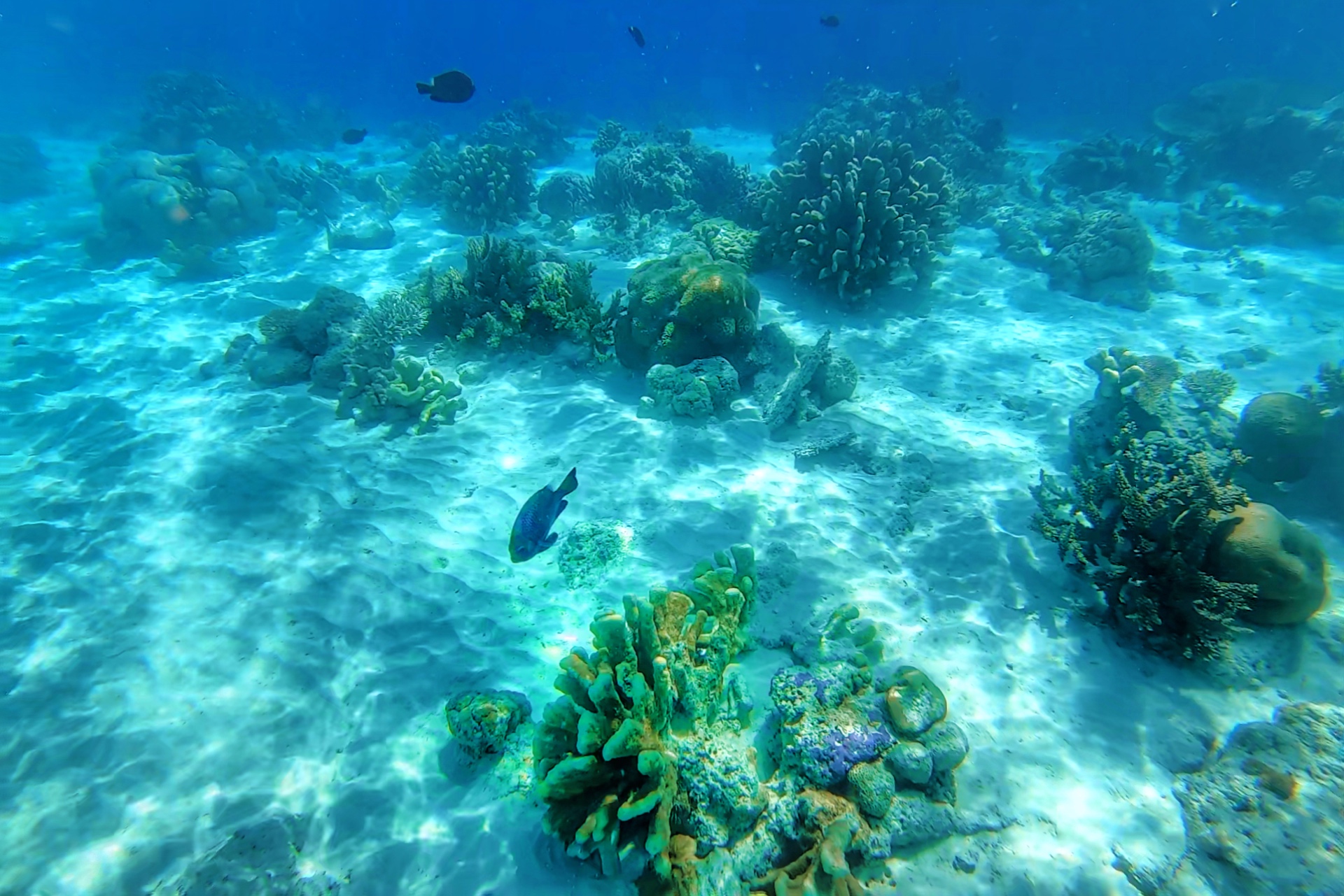 海里拍出来的照片吃色很严重,本来看到的是